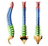 Spine Program for back and neck pain