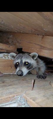 Raccoons commonly make a nest in attics, moving easily along the interior of the soffit line.