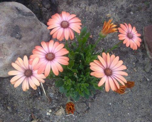 African Daisy.  This one is just getting started.  It drew tons of comments from passers by.  It's on my list of favs!