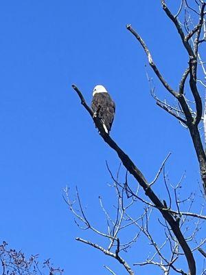 Bald Eagle