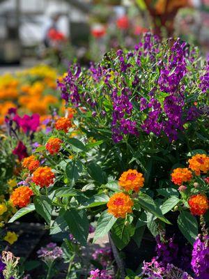 Summer porch pots