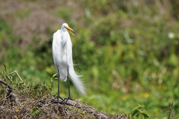 Great Egret with Airboat and Gator Charters in Deleon Springs, Florida. The best private airboat ride near Daytona Beach and Orlando.