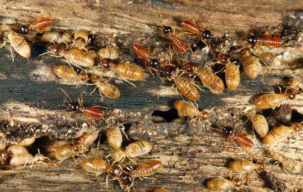 Termites never sleep. They build their colonies 24 hours a day, every day, until they die.