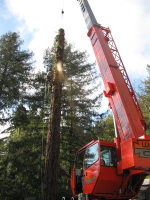 Craning out a big redwood tree in sections for milling