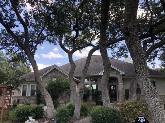 Cleaning up live oak trees