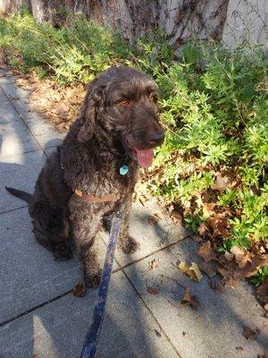 Rufus the amazing and chill Labradoodle.