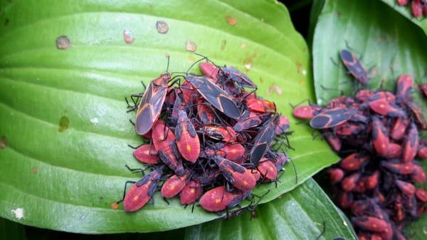 Box Elder bugs are easy to keep out of your home or business. Simply email or call us so we can put you on the Prevention List!