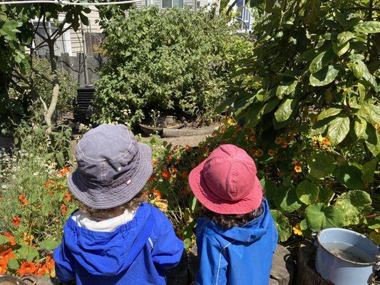 Children's Sunflower House & Garden