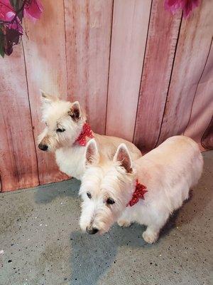 Yume and Twinkie.  2 Westies!