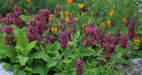 Hummingbird sage and California poppies make a perfect statement about native plants.