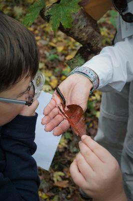 Observing a flat-backed millipede during a school program