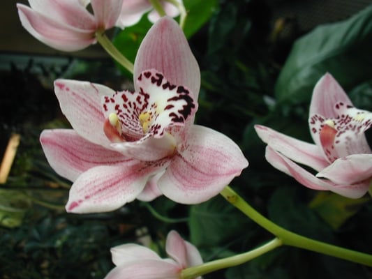 Greenhouse Cymbidium