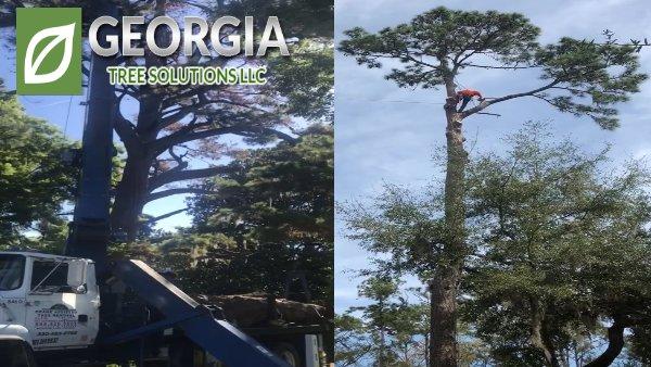 Crane Assisted Tree Removal