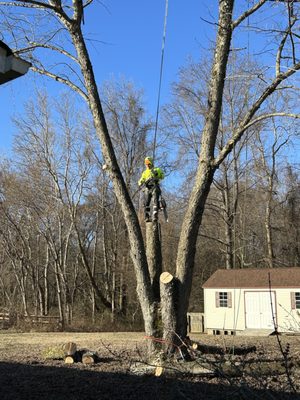 Maple Takedown