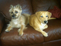 Ruby (Cairn terrier) and Ruby (beagle/lab mix)