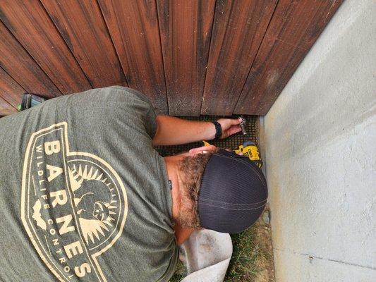 Springboro raccoon removal project to keep them from going under deck.