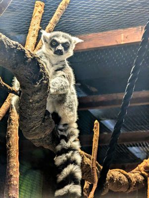 Ring tailed lemur