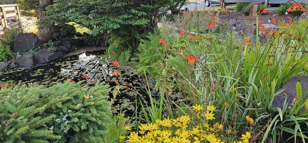 Beautiful pond photos!