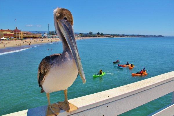 Santa Cruz Wharf