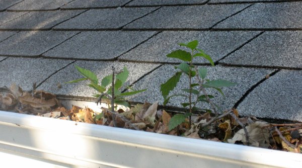 Clogged Gutters? We specialize in clearing gutters.