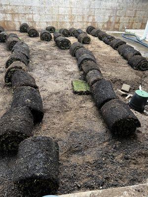 Sod installation