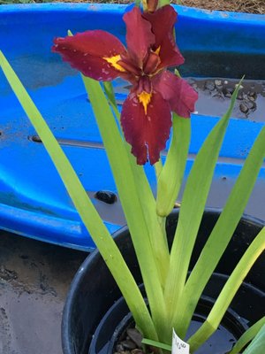 Water Iris