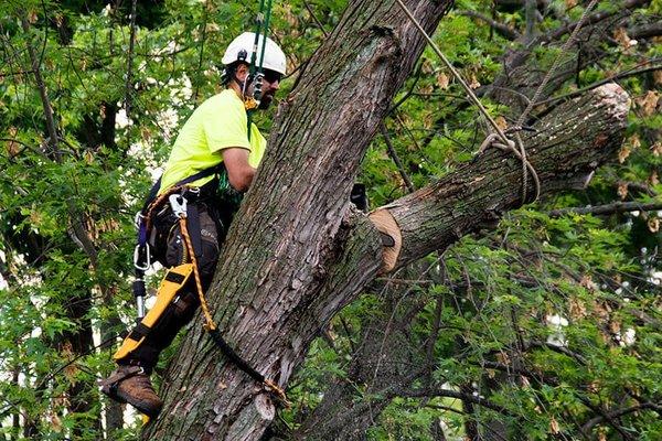 Urban Tree Service