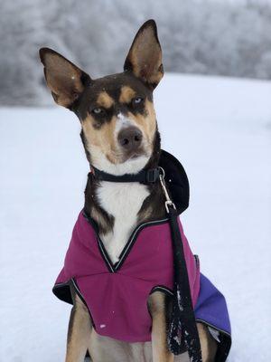 Mya in today's snowstorm  11/19/2019