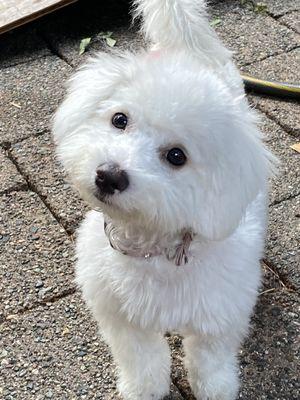 Great puppy cut