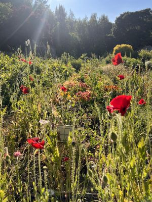 Nastursiums and poppies in bloom! Spring in OAEC's mother garden