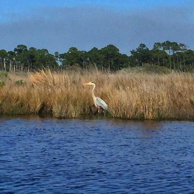 Taken on paddle board tour at western lake in Grayton Beach