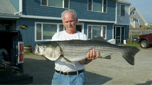 Dan Blais - 30 lb. striper, 6/30/13