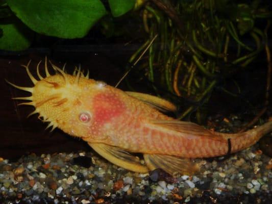 Albino Bristle nose Pleco