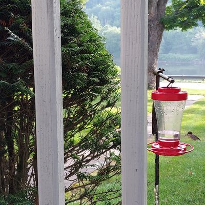 Hummingbirds are entertainment from the front porch