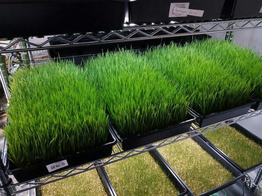 Wheat grass growing indoors.