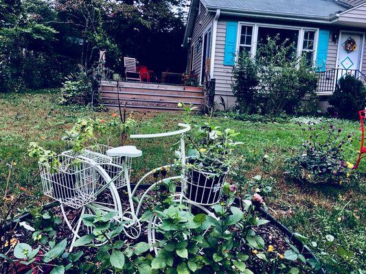 Decorative bike in Dahlia garden. Rhododendron deck in background