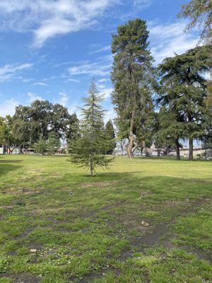 Crooked tree in park next to museum @FresnoFAM