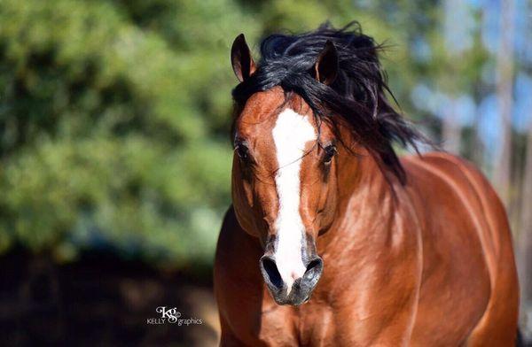 La Rose Performance Horses