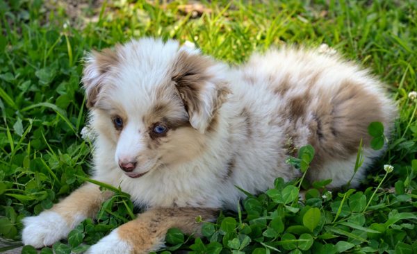 Toy Australian Shepherd puppy for sale