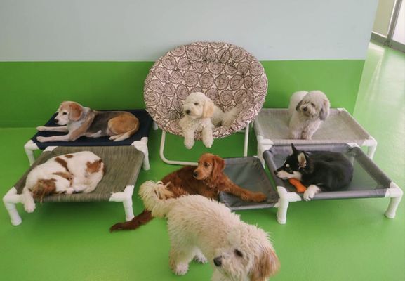 Fluffy Squad Goals: Cutest Crew at D is for Doggy Ready to Melt Your Heart!