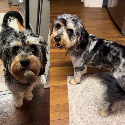 Cavadoodle before and after Summer Cut haircut.