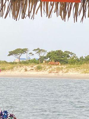 Assateauge island horses