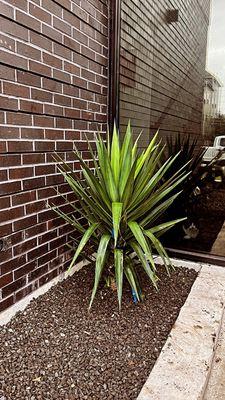 Really beautiful Yucca tree for front door