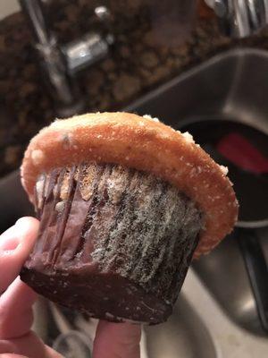 Mold covered muffin. Disgusting!!!!!