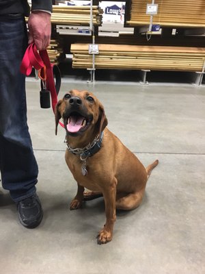 Molly practicing in Lowe's