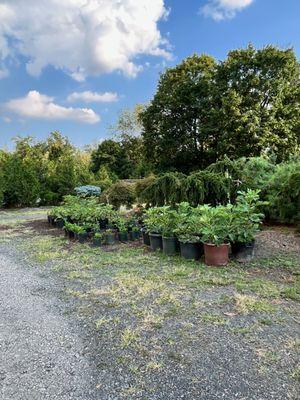 Great selection of house plants and smaller trees