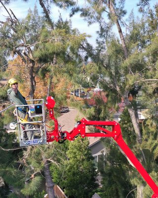 Aerial Arborist specialist