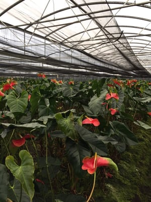 Anthurium farm