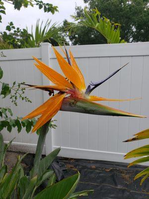 Birds of Paradise