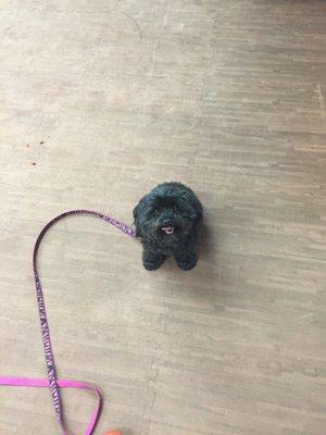 It's "take your dog to the gym day!"  Molly helped us all work and stay energized. You can't lay on the ground or she attacks!